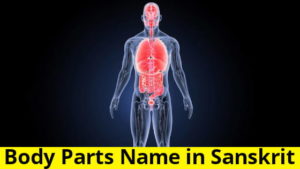 Body parts name in sanskrit. संस्कृत में शरीर के अंगों के नाम – Hindi